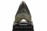Fossil Megalodon Tooth - South Carolina #129120-1